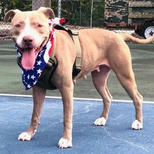 Meet your Posher, Casey